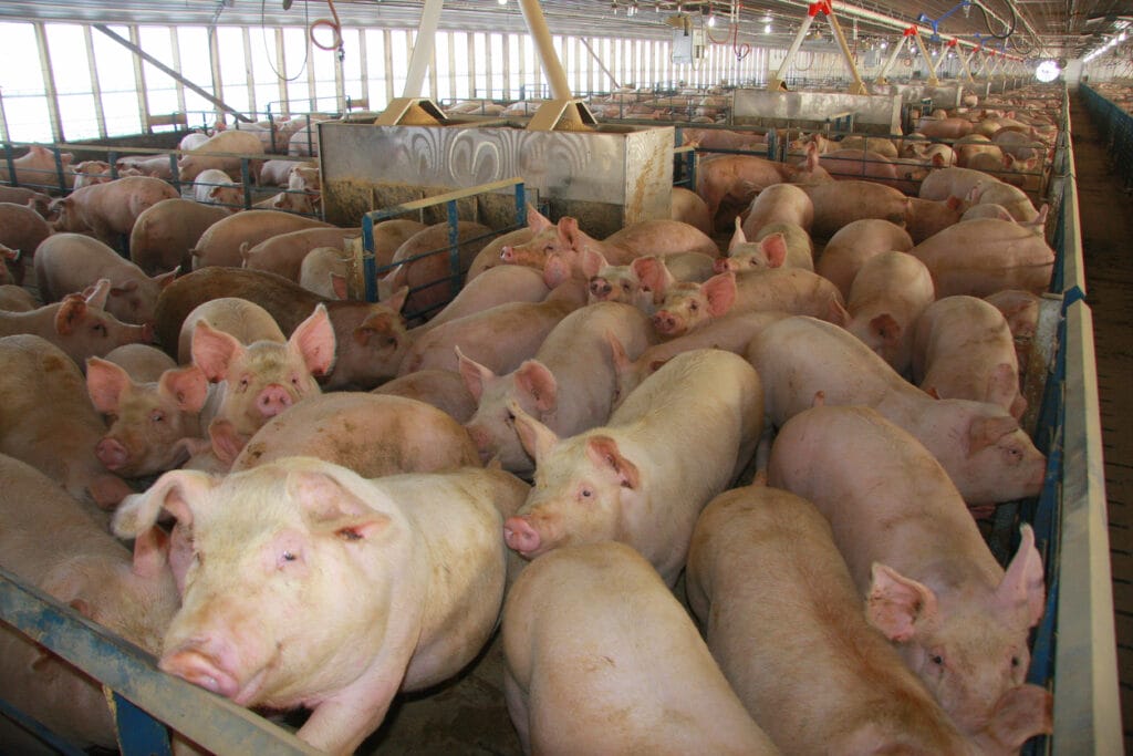 These lively hogs interact with each other and also like to check out visitors inside their hog confinement barn in western Iowa.