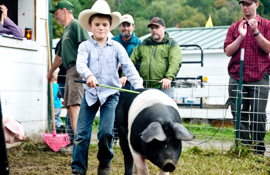Tunbridge, VT, USA - September 14, 2013: A boy in a cowboy hat expertly leads his saddleback hog across the green at the Tunbridge Fair swine show.