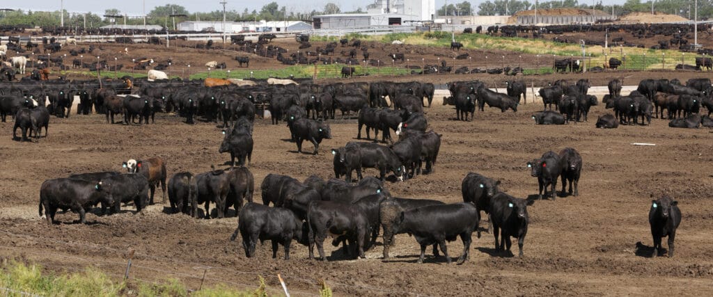 A big herd of cattle in a Kansas feedlot.  