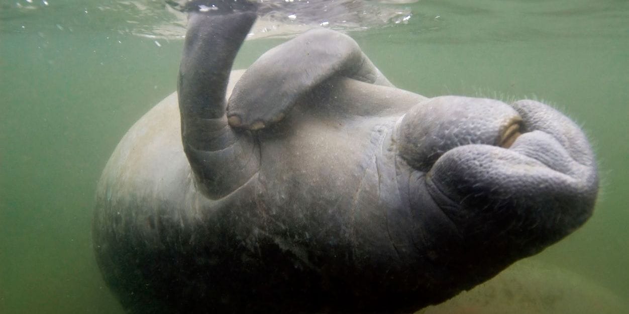 A federalism fix for the ESA